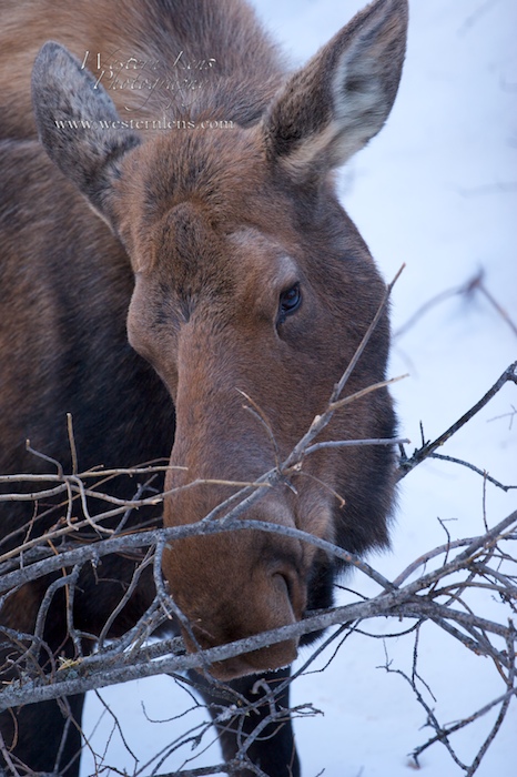 Female mother moose eating alder trees