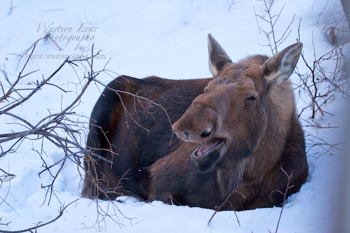 Yawning Moose