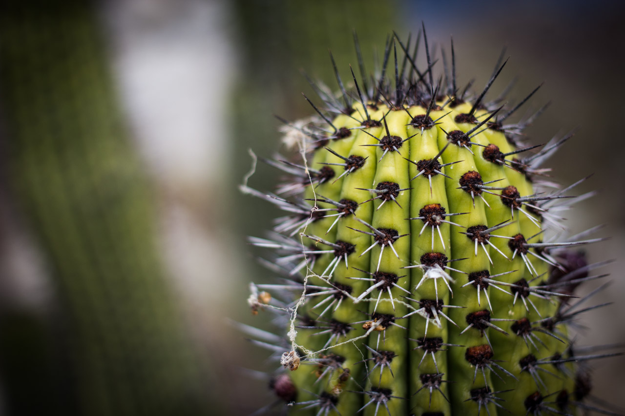 Baja, Mexico, cactus
