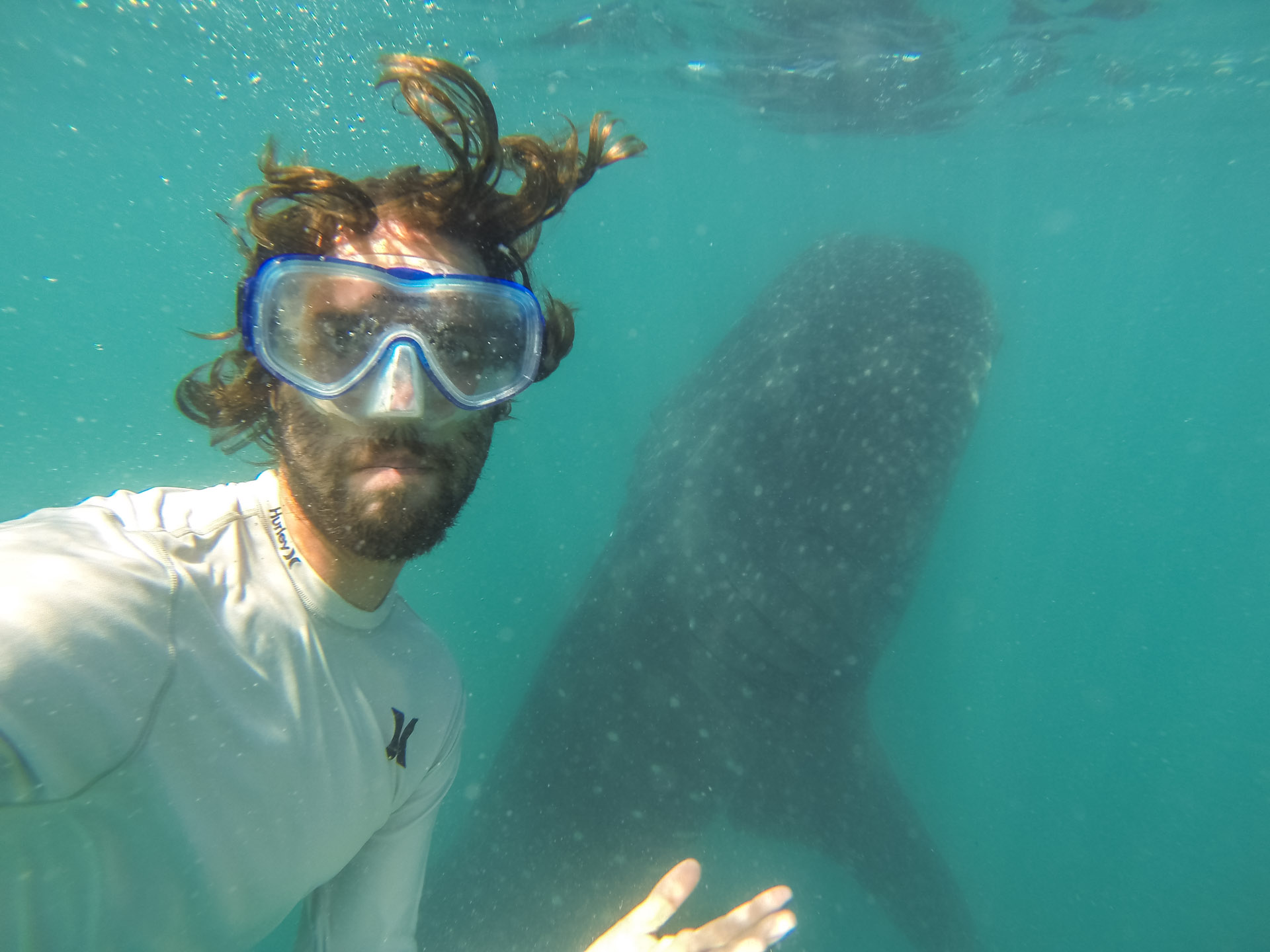 Swimming with whale sharks a dinghy ride away